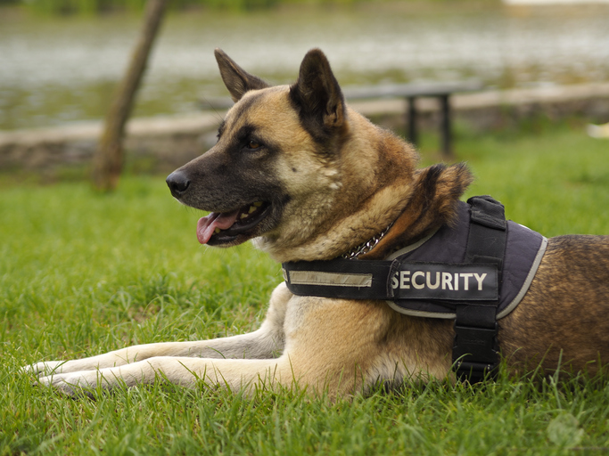 Dog Handling Services
